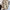 Stylisches Halstuch mit Schnürdetails – Vivara