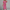 Sommerkleid Damen Baumwolle Gürtel Elegant Luftig Freizeit – Fioralina