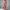 Lässiges Damen Hemdkleid für Frühling und Sommer – Amelie