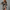 Minikleid Damen Elegant Figurfreundlich Print Sommer – Loravina