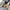 High-Top Canvas-Sneaker mit dicker Sohle – Leonie