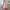 Midi Kleid Raffung Elegant Figurbetont Komfort – Lina