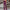 Eleganter Party-Jumpsuit mit offenen Ärmeln – Julia