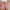 Baumwoll-Shorts Damen Leicht und Bequem – Livia